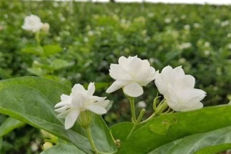 茉莉花喜欢阳光吗|“茉莉”秋冬这么养，过完年绿芽发不断，开花满园香！